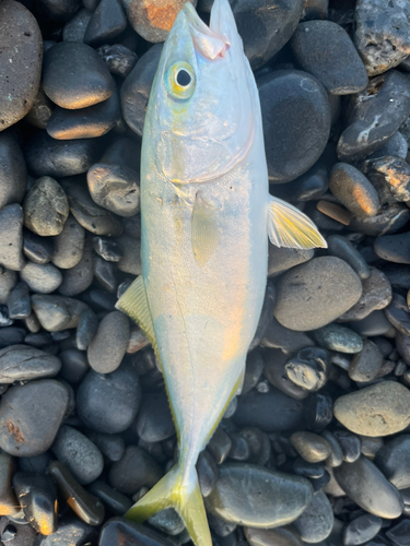 ワカシの釣果