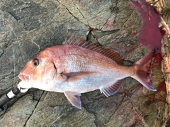 タイの釣果