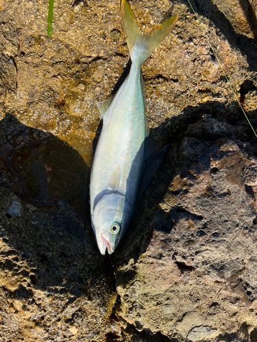 ヤズの釣果