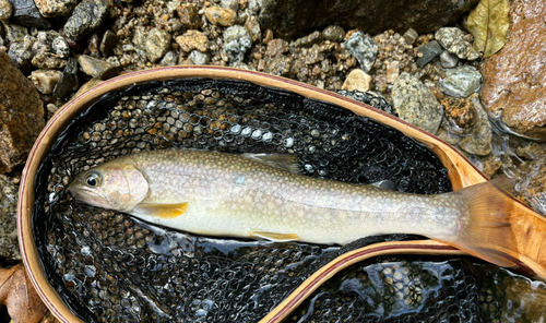 ニッコウイワナの釣果