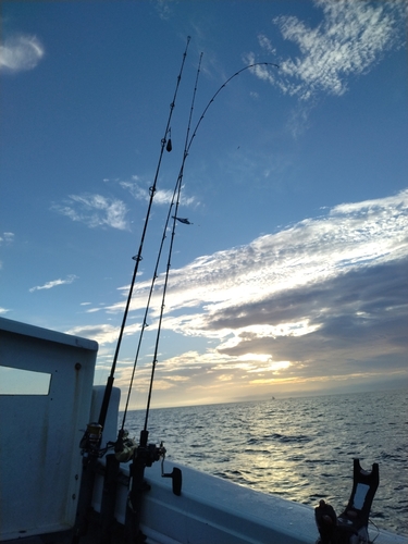 ヤリイカの釣果