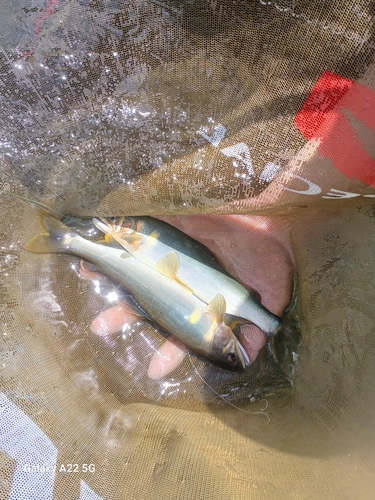 アユの釣果