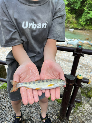 アマゴの釣果