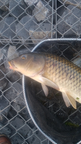 コイの釣果