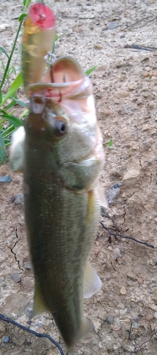 ブラックバスの釣果