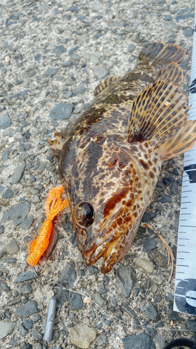 タケノコメバルの釣果