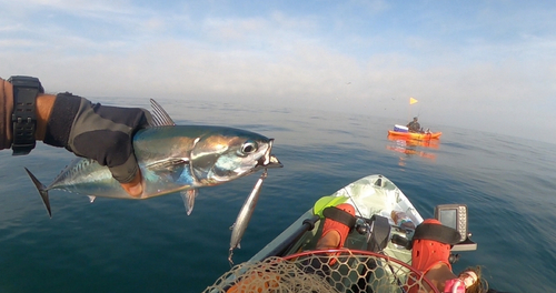 ソウダガツオの釣果