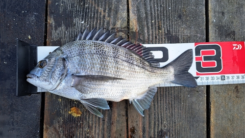 チヌの釣果