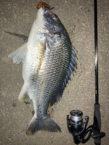 キビレの釣果