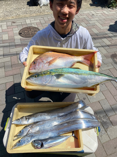 マダイの釣果