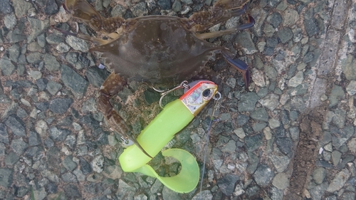 ワタリガニの釣果