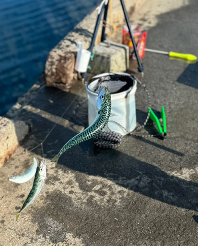 サバの釣果