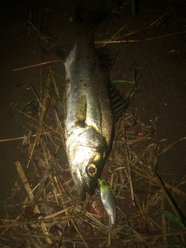 セイゴ（マルスズキ）の釣果