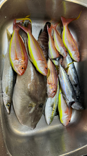 イトヨリダイの釣果