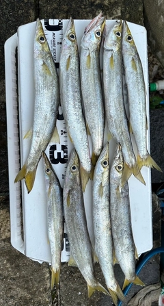 カマスの釣果