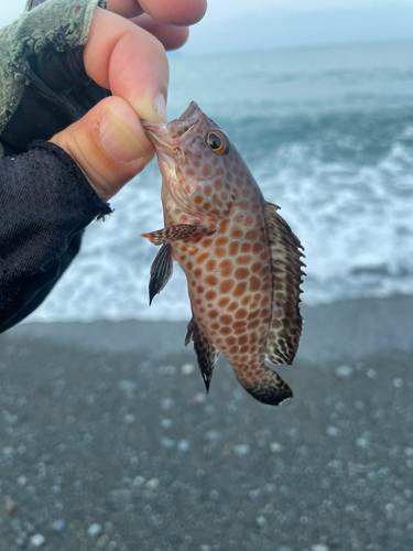 オオモンハタの釣果