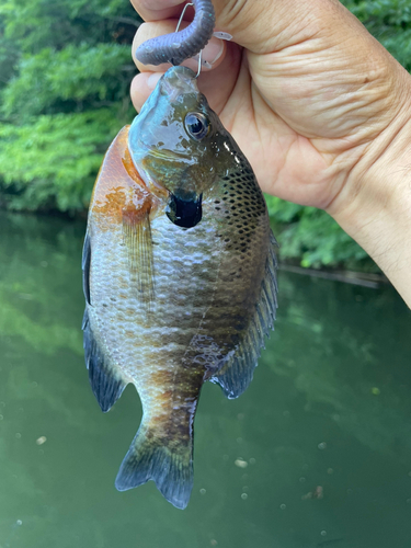 ブラックバスの釣果