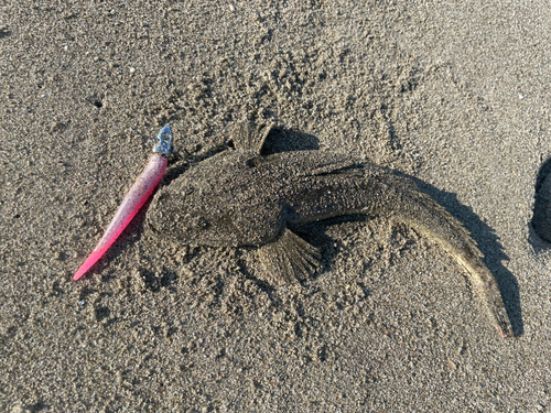 マゴチの釣果