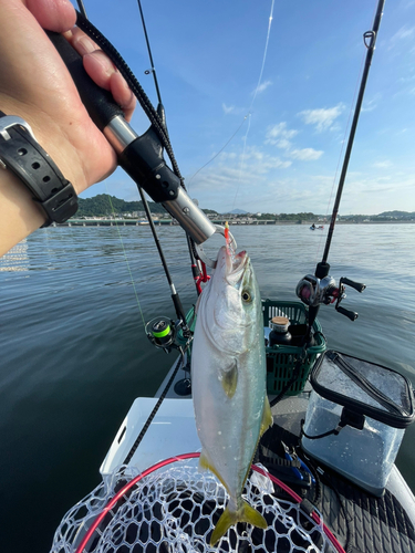 イナダの釣果