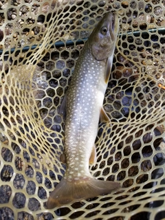 アメマスの釣果