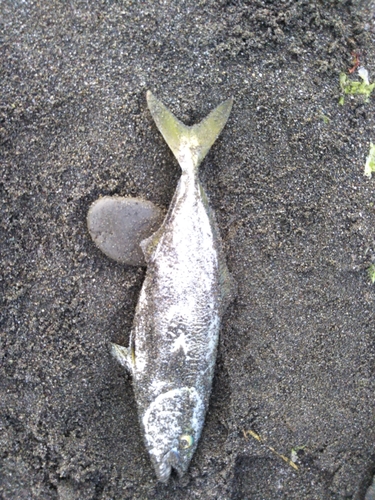 ツバスの釣果