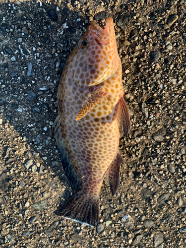 オオモンハタの釣果