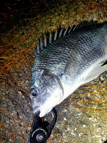 キビレの釣果