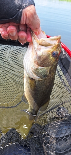 ラージマウスバスの釣果