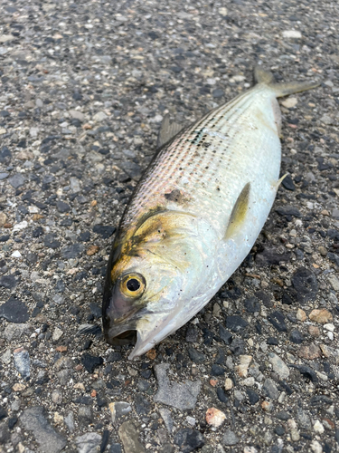 コノシロの釣果