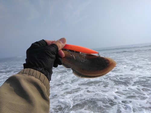 ソゲの釣果