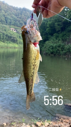 ブラックバスの釣果