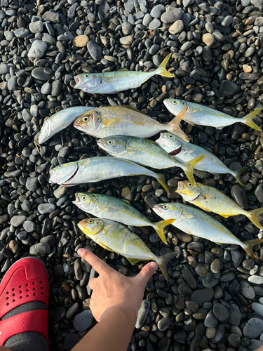 ワカシの釣果