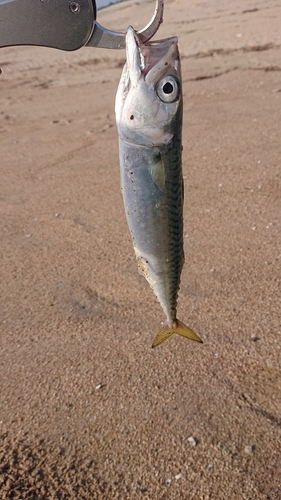 サバの釣果