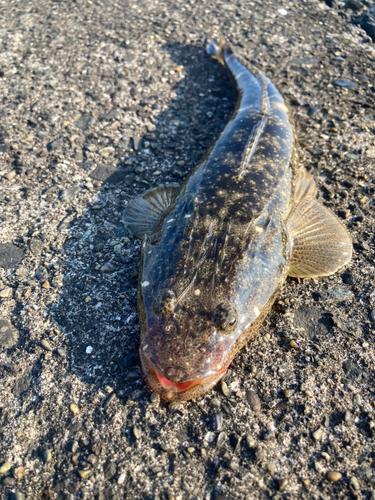 マゴチの釣果