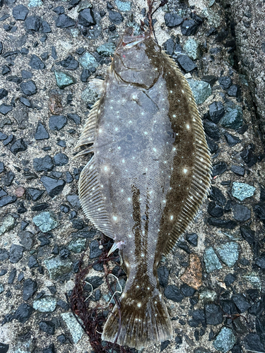 ソゲの釣果