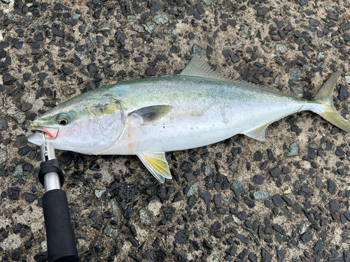 ブリの釣果