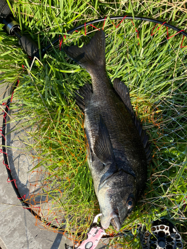 チヌの釣果