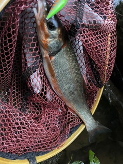 ウグイの釣果