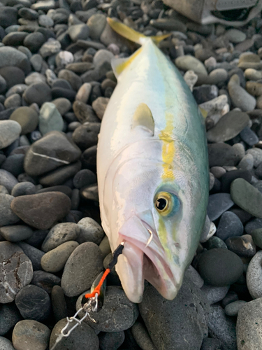 イナダの釣果