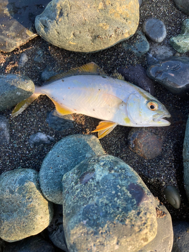 ショゴの釣果