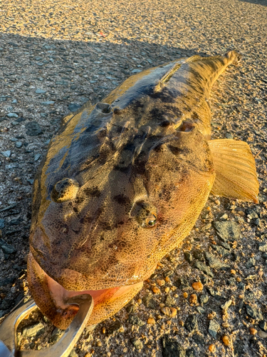 マゴチの釣果