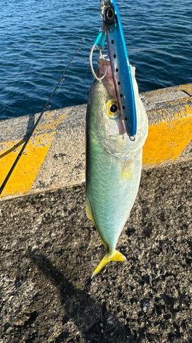 ツバスの釣果