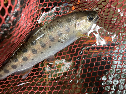 アマゴの釣果