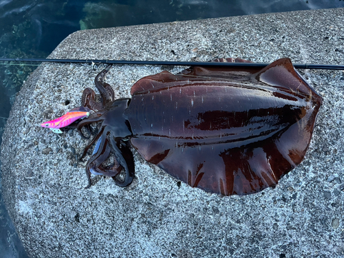 アオリイカの釣果