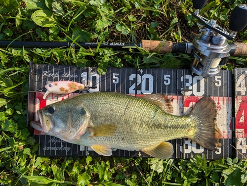 ラージマウスバスの釣果