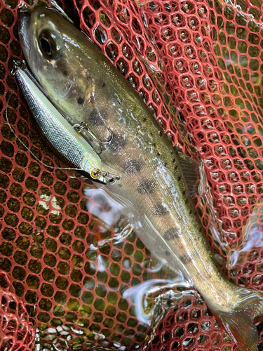 アマゴの釣果