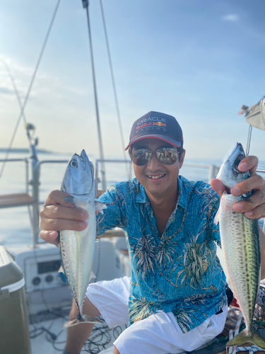 ソウダガツオの釣果