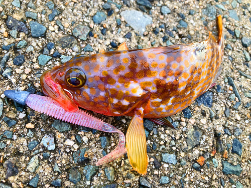 アカハタの釣果