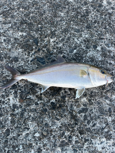 カンパチの釣果