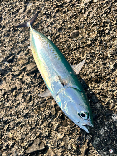 マルソウダの釣果